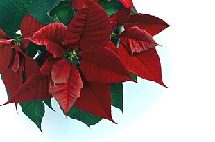 photo of red and green Poinsettia