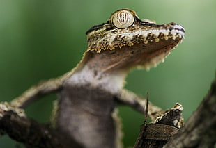 macro photography of brown lizard