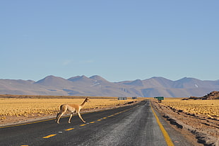 brown four legged animal walking across the road during blue sky, guanaco
