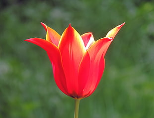 shallow portrait of red flower, tulip