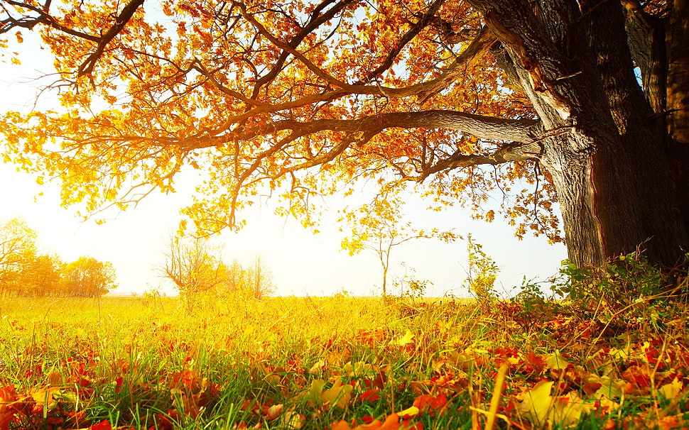 green grass field, trees, leaves, fall, nature HD wallpaper