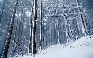 bare trees, winter, ice, snow, forest