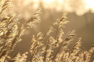 close up photography of wheat field HD wallpaper