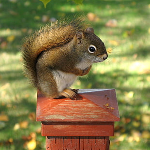 macro photography of squirrel on top of brown steel frame, red squirrel