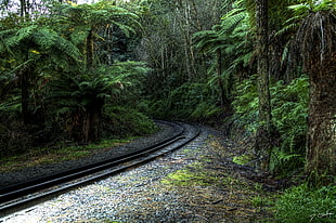 green trees beside black train trails