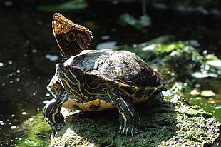 black and brown turtle and brown moth, butterfly, reptiles, turtle, insect HD wallpaper
