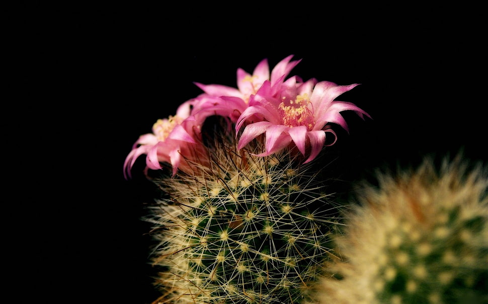 two purple floewr HD wallpaper