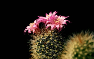 two purple floewr