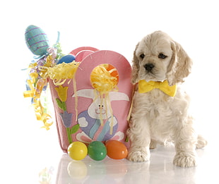 cream Cocker Spaniel puppy HD wallpaper