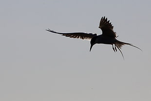 silhouette photography of Mockingjay bird HD wallpaper