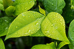 depth of field photography of green leaves with mist