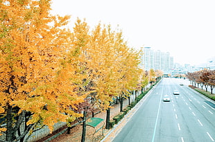 three cars on road between orange trees during daytime HD wallpaper