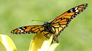 Monarch Butterfly perching on leaf in close-up photography HD wallpaper