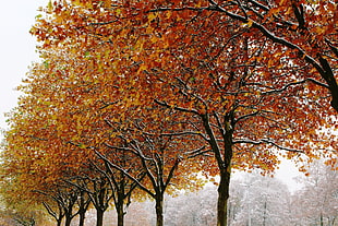 photography of row brown leaf trees