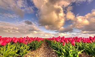 field of pink flowers, tulips