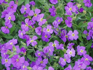 purple flowers with green leaves HD wallpaper