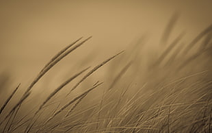 gray grass, plants, field, monochrome