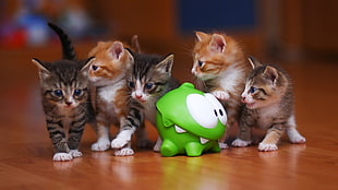 five tabby kittens near green frog toy