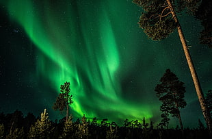 Aurora, trees, aurorae, landscape HD wallpaper