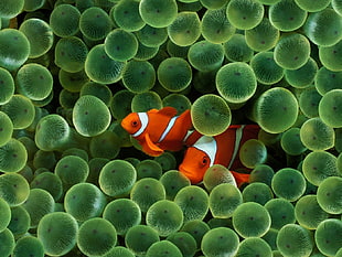 two clown fishes, fish, sea, water, Finding Nemo HD wallpaper