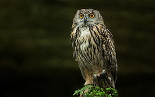 Shallow focus photography of brown owl