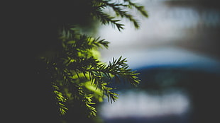 green plant, Needles, Spruce, Branch HD wallpaper