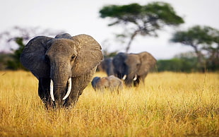 photo of gray elephants