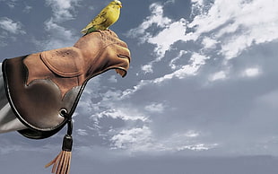 yellow Budgerigar bird HD wallpaper