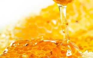 honey with honey comb HD wallpaper