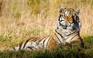 wildlife photography of Tiger during daytime