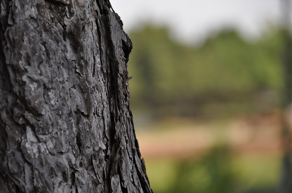 tree trunk, nature, wood HD wallpaper
