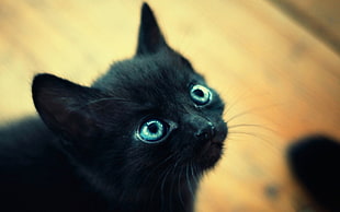 closeup photo of Bombay cat