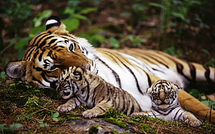 adult tiger near two cubs laying on plants