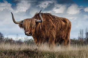 Highland Cattle standing on grass field HD wallpaper