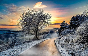 green leaf plant with white flower, road, winter, snow, landscape