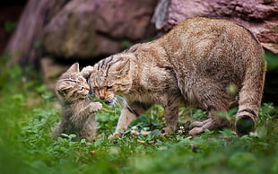 brown tabby cat and tabby kitten near tree trunks in selective focus photography