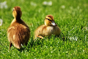 close-up photo of brown ducklings