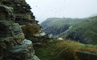 Shallow focus photography of Spider web