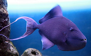 purple fish underwater HD wallpaper