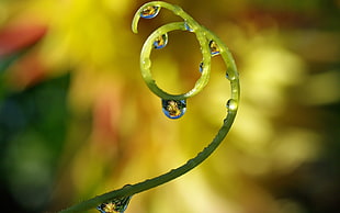close up photo of dew drop