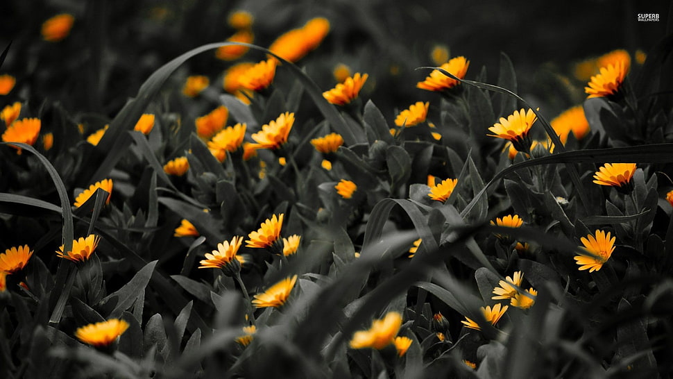 yellow calendula flowers in closeup photography HD wallpaper