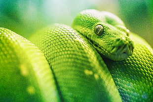 closeup photography of green viper