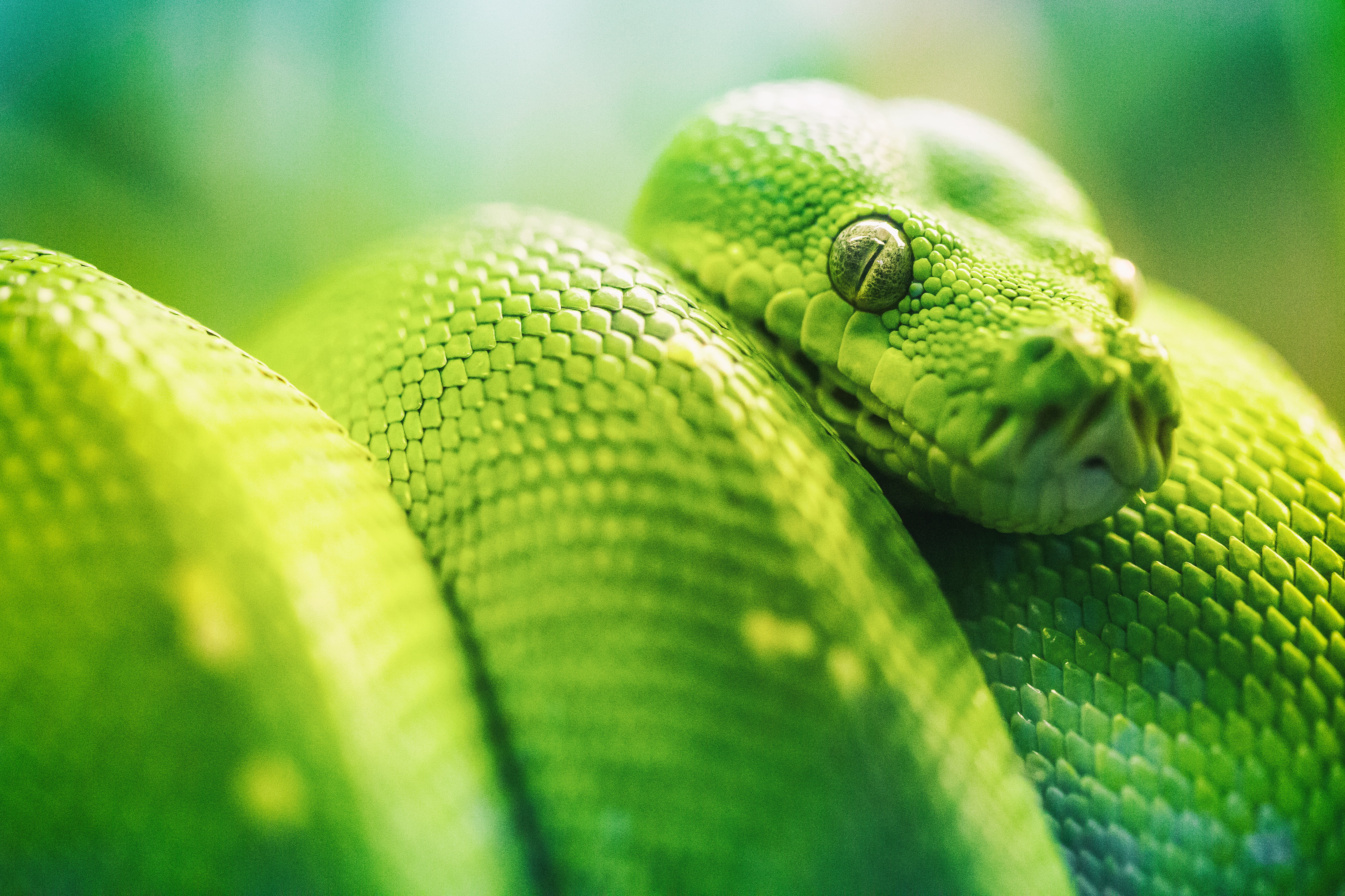 Зеленая Мамба Змея