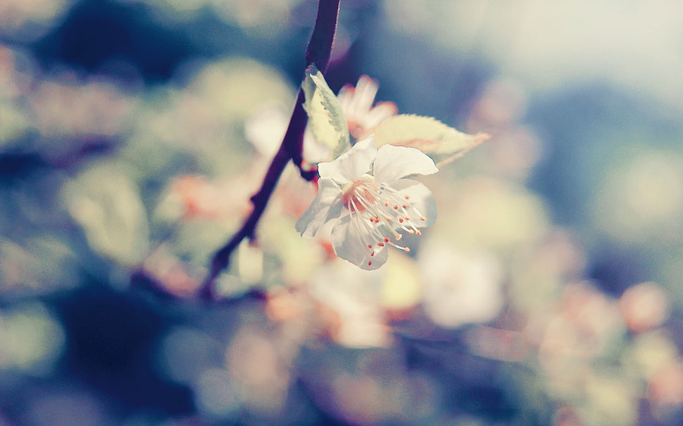 selective focus photography of white Cherry Blossom flower HD wallpaper
