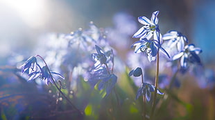 blue petaled flower, flowers, nature, sunlight, blue flowers HD wallpaper