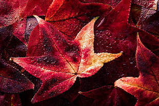 red maple leaves, fall, colorful, leaves, Jake Schwartzwald HD wallpaper