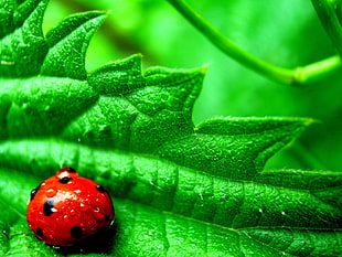 closed up photo of black and red ladybug