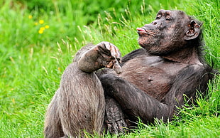 black monkey