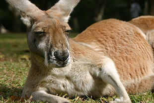macro shot photography of kangaroo