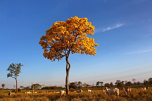 yellow leaf tree with herd of cows in grass, brazil, pantanal HD wallpaper